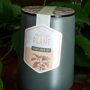 Polka Dot Plant Grow Kit.